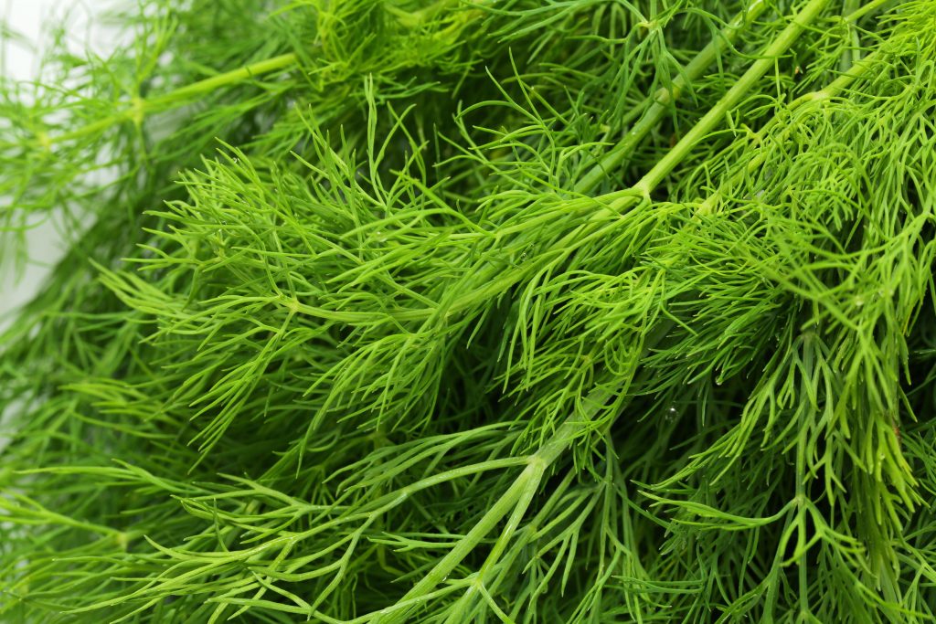 Dill (Anethum graveolens)