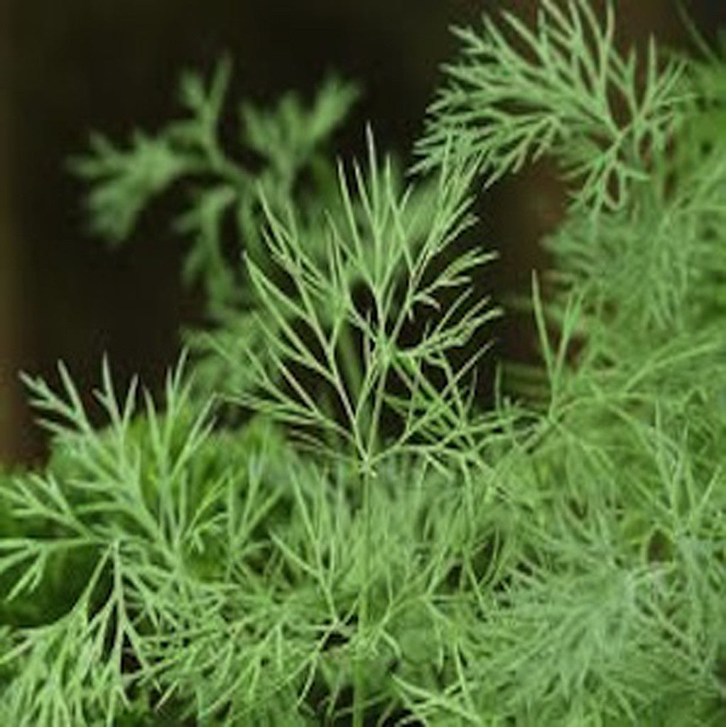 Dill (Anethum graveolens)