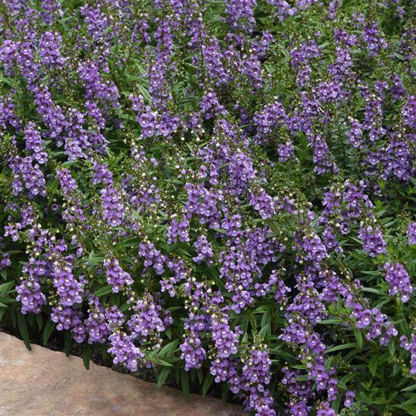 Summer Snapdragon (Angelonia angustifolia) - Serenita Sky Blue