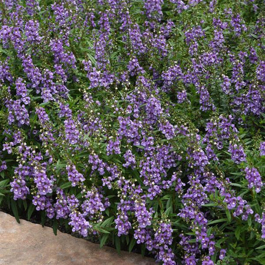 Summer Snapdragon (Angelonia angustifolia) - Serenita Sky Blue