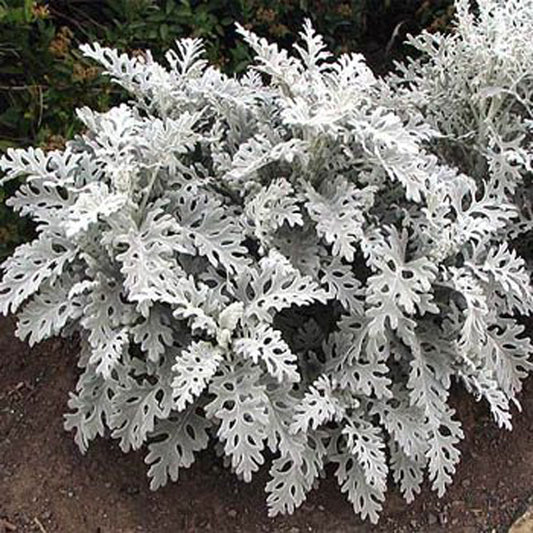 Dusty Miller "Silver Dust" (Centaurea cineraria)