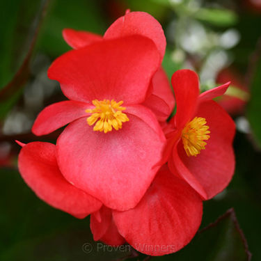 Begonia (Begonia x Benaratensis) Big Series - Red