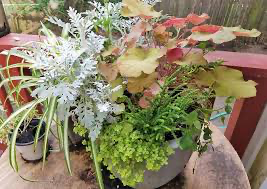 Dusty Miller "Silver Dust" (Centaurea cineraria)