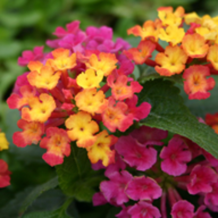 Lantana "Anne Marie" (Lantana Camara)