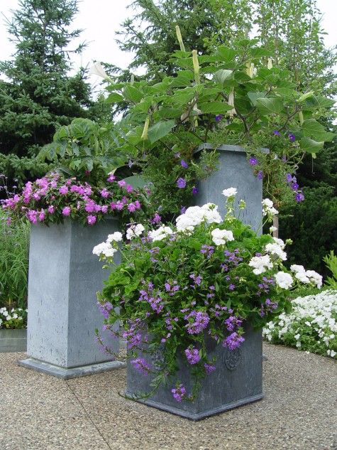 Geranium (Pelargonium zonale) - White