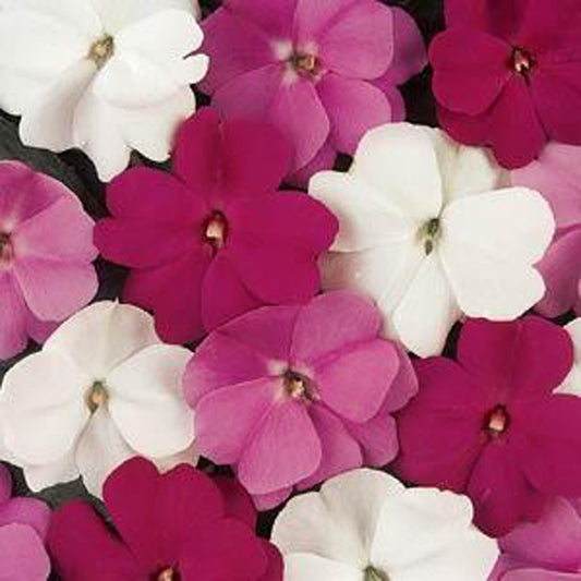 Impatiens "Seaside Mix"  (Impatiens walleriana)