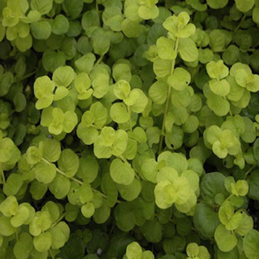 Creeping Jenny (Lysimachia nummularia)