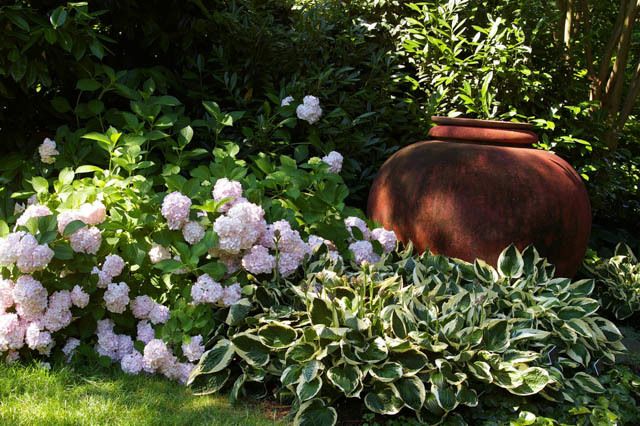 Hosta "Patriot" (Plantain Lily)