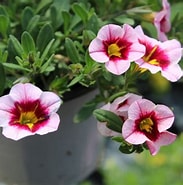 Calibrachoa -  Pink (Million Bells)