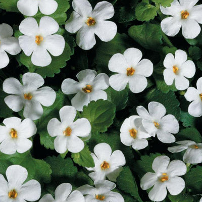 Bacopa (Sutera Cordata) - Gulliver White