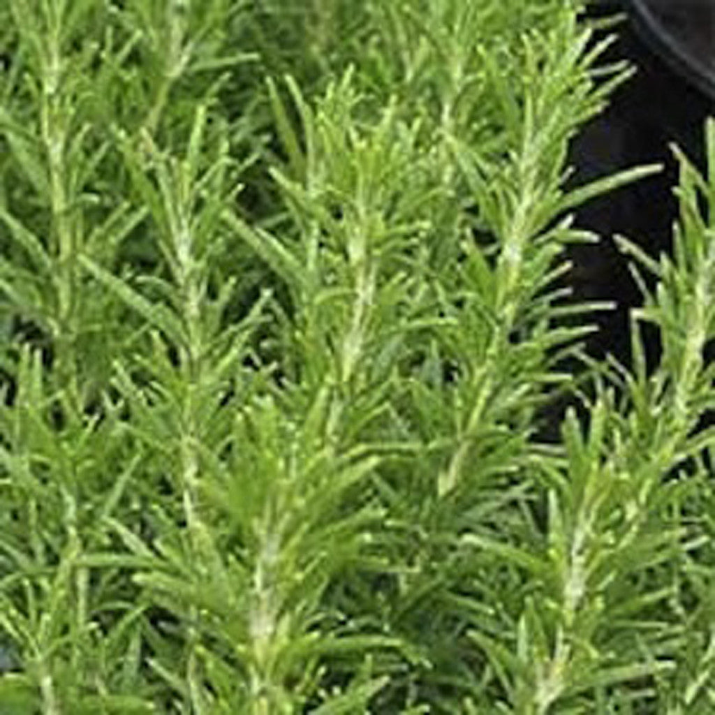 Rosemary (Rosmarinus officinalis) - Arp