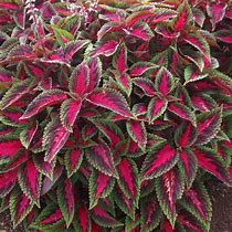 Coleus  Main Street™ - Ruby Road (Coleus scutellarioides)