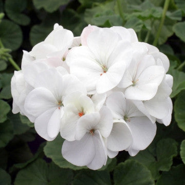 Geranium (Pelargonium zonale) - Rocky Mountain White