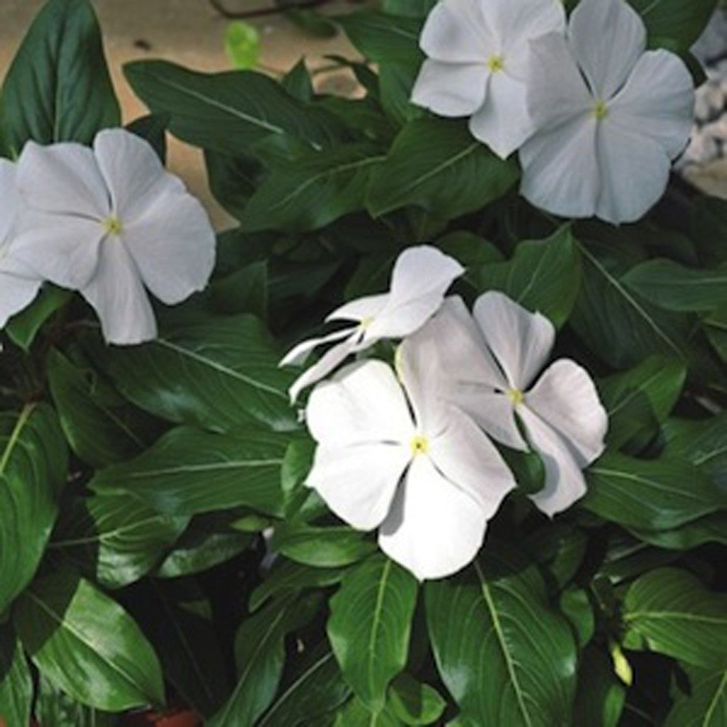 Vinca (Catharanthus roseus) - White